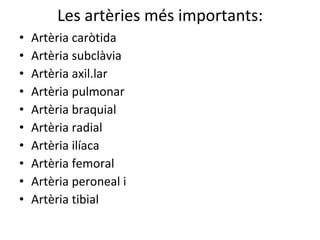Les artèries més importants: Artèria caròtida Artèria subclàvia Artèria axil.lar Artèria pulmonar Artèria braquial Artèria radial Artèria ilíaca  Artèria femoral Artèria peroneal i  Artèria tibial 