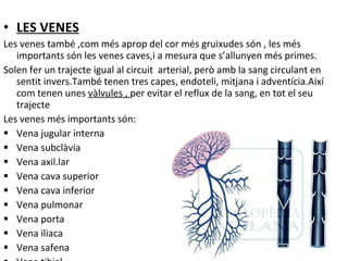 LES VENES Les venes també ,com més aprop del cor més gruixudes són , les més importants són les venes caves,i a mesura que s’allunyen més primes.  Solen fer un trajecte igual al circuit  arterial, però amb la sang circulant en sentit invers.També tenen tres capes, endoteli, mitjana i adventícia.Així com tenen unes  vàlvules ,  per evitar el reflux de la sang, en tot el seu trajecte Les venes més importants són: Vena jugular interna  Vena subclàvia Vena axil.lar Vena cava superior Vena cava inferior Vena pulmonar Vena porta Vena iliaca Vena safena Vena tibial 
