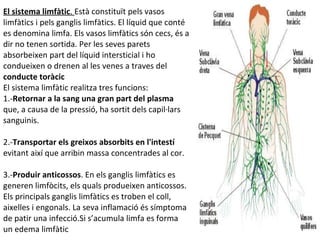 El sistema limfàtic .  Està constituït pels vasos limfàtics i pels ganglis limfàtics. El líquid que conté es denomina limfa. Els vasos limfàtics són cecs, és a dir no tenen sortida. Per les seves parets absorbeixen part del líquid intersticial i ho condueixen o drenen al les venes a traves del  conducte toràcic  El sistema limfàtic realitza tres funcions:  1.- Retornar a la sang una gran part del plasma  que, a causa de la pressió, ha sortit dels capil·lars sanguinis.  2.- Transportar els greixos absorbits en l'intestí  evitant així que arribin massa concentrades al cor.  3.- Produir anticossos . En els ganglis limfàtics es generen limfòcits, els quals produeixen anticossos. Els principals ganglis limfàtics es troben el coll, aixelles i engonals. La seva inflamació és símptoma de patir una infecció.Si s’acumula limfa es forma un edema limfàtic 