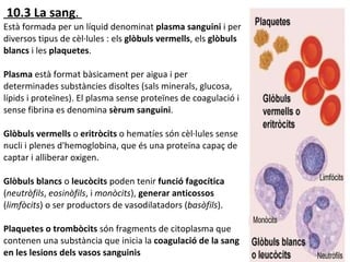 10.3 La sang .  Està formada per un líquid denominat  plasma sanguini  i per diversos tipus de cèl·lules : els  glòbuls vermells , els  glòbuls blancs  i les  plaquetes .  Plasma  està format bàsicament per aigua i per determinades substàncies disoltes (sals minerals, glucosa, lípids i proteïnes). El plasma sense proteïnes de coagulació i sense fibrina es denomina  sèrum sanguini .  Glòbuls vermells  o  eritròcits  o hematíes són cèl·lules sense nucli i plenes d'hemoglobina, que és una proteïna capaç de captar i alliberar oxigen.  Glòbuls blancs  o  leucòcits  poden tenir  funció fagocítica  ( neutròfils ,  eosinòfils , i  monòcits ),  generar anticossos  ( limfòcits ) o ser productors de vasodilatadors ( basòfils ).  Plaquetes o trombòcits  són fragments de citoplasma que contenen una substància que inicia la  coagulació de la sang en les lesions dels vasos sanguinis 