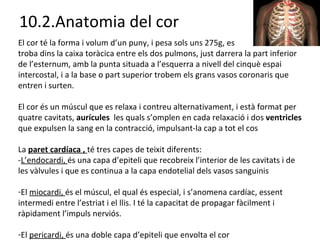 10.2.Anatomia del cor El cor té la forma i volum d’un puny, i pesa sols uns 275g, es  troba dins la caixa toràcica entre els dos pulmons, just darrera la part inferior de l’esternum, amb la punta situada a l’esquerra a nivell del cinquè espai intercostal, i a la base o part superior trobem els grans vasos coronaris que entren i surten. El cor és un múscul que es relaxa i contreu alternativament, i està format per quatre cavitats,  aurícules  les quals s’omplen en cada relaxació i dos  ventricles  que expulsen la sang en la contracció, impulsant-la cap a tot el cos La  paret cardíaca ,  té tres capes de teixit diferents: - L’endocardi,  és una capa d’epiteli que recobreix l’interior de les cavitats i de les vàlvules i que es continua a la capa endotelial dels vasos sanguinis El  miocardi,  és el múscul, el qual és especial, i s’anomena cardíac, essent intermedi entre l’estriat i el llis. I té la capacitat de propagar fàcilment i ràpidament l’impuls nerviós. El  pericardi,  és una doble capa d’epiteli que envolta el cor 