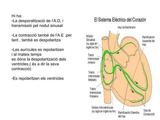 Hi ha: La desporalització de l’A.D, i transmissió pel nodul sinusal La contracció també de l’A.E ,per tant , també es despolaritza Les aurícules es repolaritzen  i al mateix temps  es dóna la despolarització dels ventricles,( és a dir la seva contracció) Es repolaritzen els ventricles 