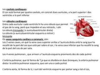 Les  cavitats cardíaques : El cor està format per quatre cavitats, en concret dues aurícules, a la part superior i dos ventricles a la part inferior Les  vàlvules cardíaques : Entre cada aurícula i cada ventricle hi ha una vàlvula que permet  el pas de la sang, però que impedeix el seu retrocés, i són  La vàlvula  tricúspide  ( o auriculoventricular dreta) La vàlvula (o auriculoventricular esquerra o mitral )  bícúspide Els  vasos sanguinis cardíacs o coronaris  ,són: Les 2 venes caves, en què la vena cava superior arriba a l’auricula dreta amb la sang que ha recollit de la part del cos que està per sobre el cor, i la vena cava inferior que ha recollit la sang de la part del cos de per sota. Les 4 venes pulmonars , que arriven a l’aurícula esquerra provinents des de cada pulmó L’artèria pulmonar, que té forma de T,ja que es divideix en dues branques, la arteria pulmonar dreta i la artèria pulmonar esquerra, que van una a cada pulmó L’artèria aorta, té forma de U, i surt del ventricle esquerre per portar sang a tot el cos,  
