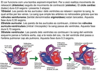 El cor funciona com una bomba aspirant-impel·lent. Per a això realitza moviments de relaxació ( diàstoles ) seguits de moviments de contracció ( sístoles ). El  cicle cardíac  (batec) dura 0,8 segons i presenta 3 etapes:  1Diàstol . Les parets de les aurícules i dels ventricles es relaxen i aspiren la sang, la qual arriba per les venes. La sang que omple les artèries no retrocedeix gràcies que les  vàlvules semilunares  (també denominades  sigmoidees ) estan tancades. Aquesta fase dura 0,35 segons.  2Sístole auricular . Les parets de les aurícules es contreuen, s'obren les  vàlvules auriculo-ventriculars  (mitral i tricúspide) i la sang passa als ventricles. Aquesta fase dura 0,15 segons.  3Sístole ventricular . Les parets dels ventricles es contreuen i la sang del ventricle esquerre pansa a l'artèria aorta, cap a la resta del cos, i la del ventricle dret passa a l'artèria pulmonar cap als pulmons. Aquesta fase dura 0,3 segons. 