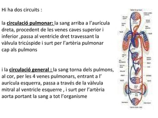 Hi ha dos circuits :  la  circulació pulmonar:  la sang arriba a l’aurícula  dreta, procedent de les venes caves superior i inferior ,passa al ventricle dret travessant la vàlvula tricúspide i surt per l’artèria pulmonar  cap als pulmons i la  circulació general :  la sang torna dels pulmons,  al cor, per les 4 venes pulmonars, entrant a l’ aurícula esquerra, passa a través de la vàlvula mitral al ventricle esquerre , i surt per l’artèria aorta portant la sang a tot l’organisme 