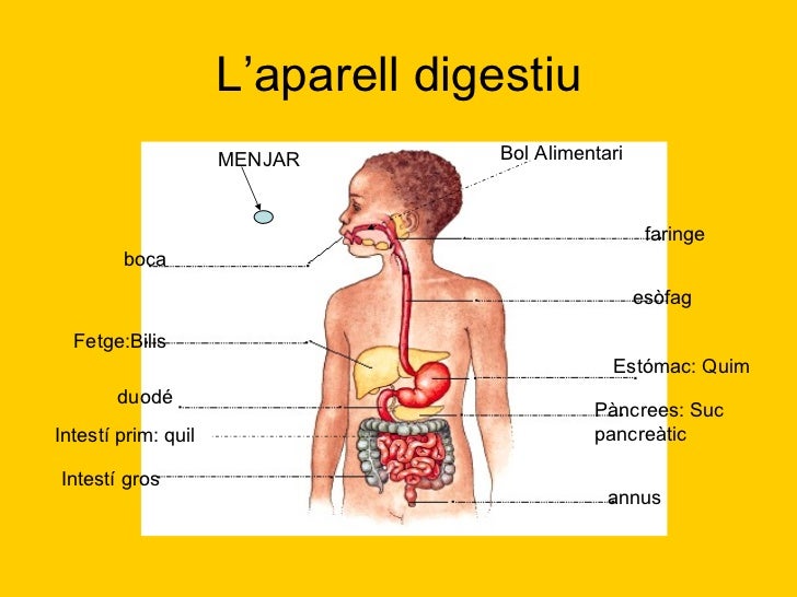 Resultado de imagen de aparell digestiu primaria