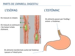 PARTS DE L’APARELL DIGESTIU 
L’ESÒFAG 
Els músculs es relaxen. 
Els músculs es contrauen 
i fan baixar la bola 
d’aliment. 
L'ESTÓMAC 
Els aliments passen per l’esòfag i 
entren a l’estómac. 
Els aliments transformats surten de l’estómac 
i passen a l’intestí prim. 
 