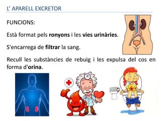 L’ APARELL EXCRETOR 
FUNCIONS: 
Està format pels ronyons i les vies urinàries. 
S'encarrega de filtrar la sang. 
Recull les substàncies de rebuig i les expulsa del cos en 
forma d'orina. 
 