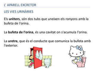 L’ APARELL EXCRETOR 
LES VIES URINÀRIES 
Els urèters, són dos tubs que uneixen els ronyons amb la 
bufeta de l'orina. 
La bufeta de l'orina, és una cavitat on s'acumula l'orina. 
La uretra, que és el conducte que comunica la bufeta amb 
l'exterior. 
 