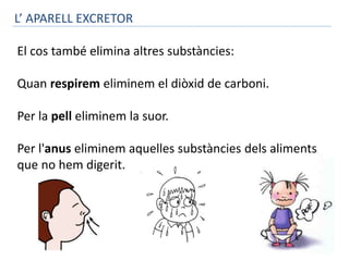 L’ APARELL EXCRETOR 
El cos també elimina altres substàncies: 
Quan respirem eliminem el diòxid de carboni. 
Per la pell eliminem la suor. 
Per l'anus eliminem aquelles substàncies dels aliments 
que no hem digerit. 
 