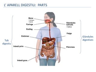 Boca 
• Llengua 
• Dents 
Esòfag 
Estómac 
Intestí prim 
Intestí gros 
Tub 
digestiu 
Faringe 
Glàndules 
salivals 
• Saliva 
Fetge 
Pàncrees 
Glàndules 
digestives 
L’ APARELL DIGESTIU: PARTS 
 