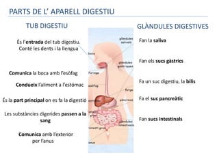 PARTS DE L’ APARELL DIGESTIU 
TUB DIGESTIU GLÀNDULES DIGESTIVES 
Fan la saliva 
Fan els sucs gàstrics 
Fa un suc digestiu, la bilis 
Fa el suc pancreàtic 
Fan sucs intestinals 
És l’entrada del tub digestiu. 
Conté les dents i la llengua 
Comunica la boca amb l’esòfag 
Condueix l’aliment a l’estómac 
És la part principal on es fa la digestió 
Les substàncies digerides passen a la 
sang 
Comunica amb l’exterior 
per l’anus 
 
