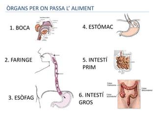 ÒRGANS PER ON PASSA L’ ALIMENT 
1. BOCA 
2. FARINGE 
3. ESÒFAG 
4. ESTÓMAC 
5. INTESTÍ 
PRIM 
6. INTESTÍ 
GROS 
 