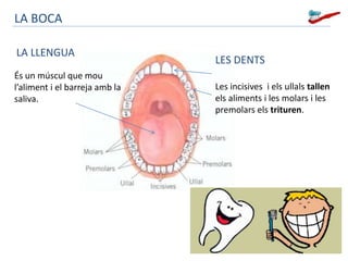 LES DENTS 
Les incisives i els ullals tallen 
els aliments i les molars i les 
premolars els trituren. 
LA BOCA 
LA LLENGUA 
És un múscul que mou 
l’aliment i el barreja amb la 
saliva. 
 