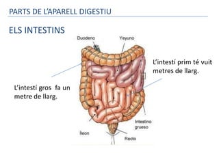 PARTS DE L’APARELL DIGESTIU

ELS INTESTINS


                              L’intestí prim té vuit
                              metres de llarg.

 L’intestí gros fa un
 metre de llarg.
 