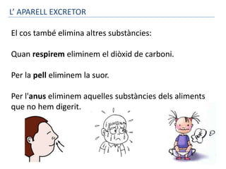 L’ APARELL EXCRETOR

El cos també elimina altres substàncies:

Quan respirem eliminem el diòxid de carboni.

Per la pell eliminem la suor.

Per l'anus eliminem aquelles substàncies dels aliments
que no hem digerit.
 