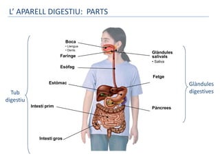 L’ APARELL DIGESTIU: PARTS


                              Boca
                              • Llengua
                              • Dents
                                          Glàndules
                          Faringe         salivals
                                          • Saliva
                          Esòfag

                                          Fetge
                    Estómac                           Glàndules
  Tub                                                 digestives
digestiu
           Intestí prim                   Pàncrees




               Intestí gros
 