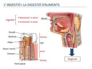 L’ INGESTIÓ I LA DIGESTIÓ D’ALIMENTS


                 • Masticació → dents      Dents
   Ingestió
                 • Insalivació → saliva



      Esmalt
      Dentina                             Corona

     Polpa                                Coll

Vasos i nervis
                                          Arrel
     Cement

                                          Geniva
                                                   Deglució
              Forat apical
 