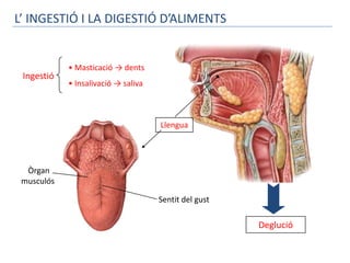 L’ INGESTIÓ I LA DIGESTIÓ D’ALIMENTS


            • Masticació → dents
 Ingestió
            • Insalivació → saliva



                                     Llengua




  Òrgan
 musculós

                                     Sentit del gust

                                                       Deglució
 