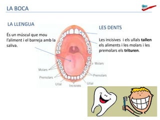 LA BOCA

LA LLENGUA
                                LES DENTS
És un múscul que mou
l’aliment i el barreja amb la   Les incisives i els ullals tallen
saliva.                         els aliments i les molars i les
                                premolars els trituren.
 