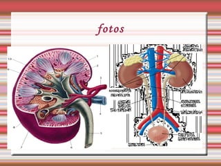 Els organs Els ronyons la bufeta de l’orina son organs de l’aparell excretor. El sistema excretor expulse les coses no neccesaries del nostre cos. Els humans neccesitem expulsar residus.  