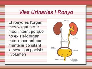 Parts de l'aparell excretor 