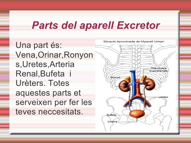 L'aparell excretor