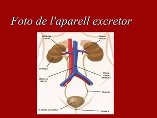 Foto de l'aparell excretor

 