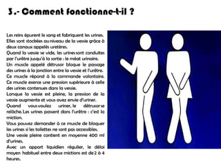 3.- Comment fonctionne-t-il ?
Les reins épurent le sang et fabriquent les urines. 
Elles sont stockées au niveau de la vessie grâce à
deux canaux appelés uretères. 
Quand la vessie se vide, les urines sont conduites
par l’urêtre jusqu’à la sortie : le méat urinaire.
Un muscle appelé détrusor bloque le passage
des urines à la jonction entre la vessie et l’urêtre. 
Ce muscle répond à la commande volontaire.
Ce muscle exerce une pression supérieure à celle
des urines contenues dans la vessie.
Lorsque la vessie est pleine, la pression de la
vessie augmente et vous avez envie d’uriner. 
Quand vous voulez uriner,  le détrusor se
relâche. Les urines passent dans l’urêtre : c’est la
miction.
Vous pouvez demander à ce muscle de bloquer
les urines si les toilettes ne sont pas accessibles.
Une vessie pleine contient en moyenne 400 ml
d’urines.
Avec un apport liquidien régulier, le délai
moyen  habituel entre deux mictions est de 2 à 4
heures.

 