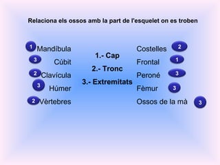 Relaciona els ossos amb la part de l'esquelet on es troben Mandíbula Cúbit Clavícula Húmer Vèrtebres 1.- Cap 2.- Tronc 3.- Extremitats Costelles Frontal Peroné Fèmur Ossos de la mà 1 3 2 3 2 2 1 3 3 3 