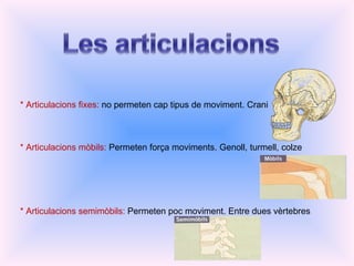 * Articulacions fixes:  no permeten cap tipus de moviment. Crani * Articulacions mòbils:  Permeten força moviments. Genoll, turmell, colze * Articulacions semimòbils:  Permeten poc moviment. Entre dues vèrtebres 