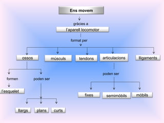 gràcies a format per formen poden ser poden ser Ens movem l’aparell locomotor ossos l’esquelet llargs plans curts músculs tendons articulacions lligaments fixes mòbils semimòbils 