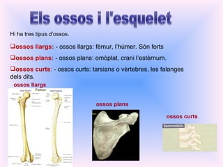 ossos llargs:  - ossos llargs: fèmur, l’húmer. Són forts ossos plans:  - ossos plans: omòplat, crani l’estèrnum. ossos curts :  - ossos curts: tarsians o vèrtebres, les falanges dels dits. ossos llargs ossos plans ossos curts Hi ha tres tipus d’ossos. 