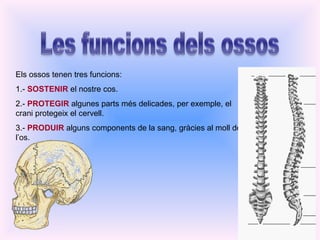 Els ossos tenen tres funcions: 1.-  SOSTENIR  el nostre cos. 2.-  PROTEGIR  algunes parts més delicades, per exemple, el crani protegeix el cervell. 3.-  PRODUIR  alguns components de la sang, gràcies al moll de l’os. 