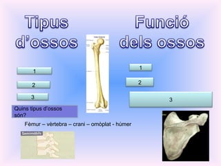 Ossos llargs Ossos plans Ossos curts Sostenir Protegir Produir alguns components de la sang Fèmur – vèrtebra – crani – omòplat - húmer 1 2 3 1 2 3 Quins tipus d’ossos són? 