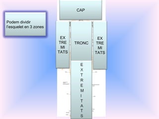 CAP TRONC EX TREMI TATS EX TREMI TATS Podem dividir l’esquelet en 3 zones 
