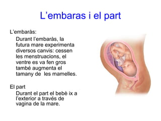 L’embaras i el part
L’embaràs:
Durant l’embaràs, la
futura mare experimenta
diversos canvis: cessen
les menstruacions, el
ventre es va fen gros
també augmenta el
tamany de les mamelles.
El part
Durant el part el bebè ix a
l’exterior a través de
vagina de la mare.
 