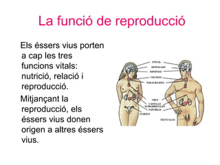 La funció de reproducció
Els éssers vius porten
a cap les tres
funcions vitals:
nutrició, relació i
reproducció.
Mitjançant la
reproducció, els
éssers vius donen
origen a altres éssers
vius.
 