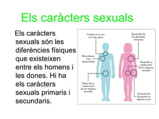 Els caràcters sexuals
Els caràcters
sexuals són les
diferències físiques
que existeixen
entre els homens i
les dones. Hi ha
els caràcters
sexuals primaris i
secundaris.
 