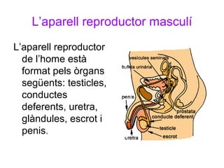 L’aparell reproductor masculí
L’aparell reproductor
de l’home està
format pels òrgans
següents: testicles,
conductes
deferents, uretra,
glàndules, escrot i
penis.
 