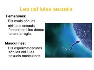 Les cèl·lules sexuals
Femenines:
Els òvuls són les
cèl·lules sexuals
femenines i les dones
tenen la regla.
Masculines:
Els espermatozoides
són les cèl·lules
sexuals masculines.
 