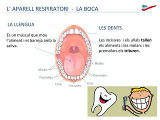 L’ APARELL RESPIRATORI - LA BOCA
LA LLENGUA
És un múscul que mou
l’aliment i el barreja amb la
saliva.

LES DENTS
Les incisives i els ullals tallen
els aliments i les molars i les
premolars els trituren.

 