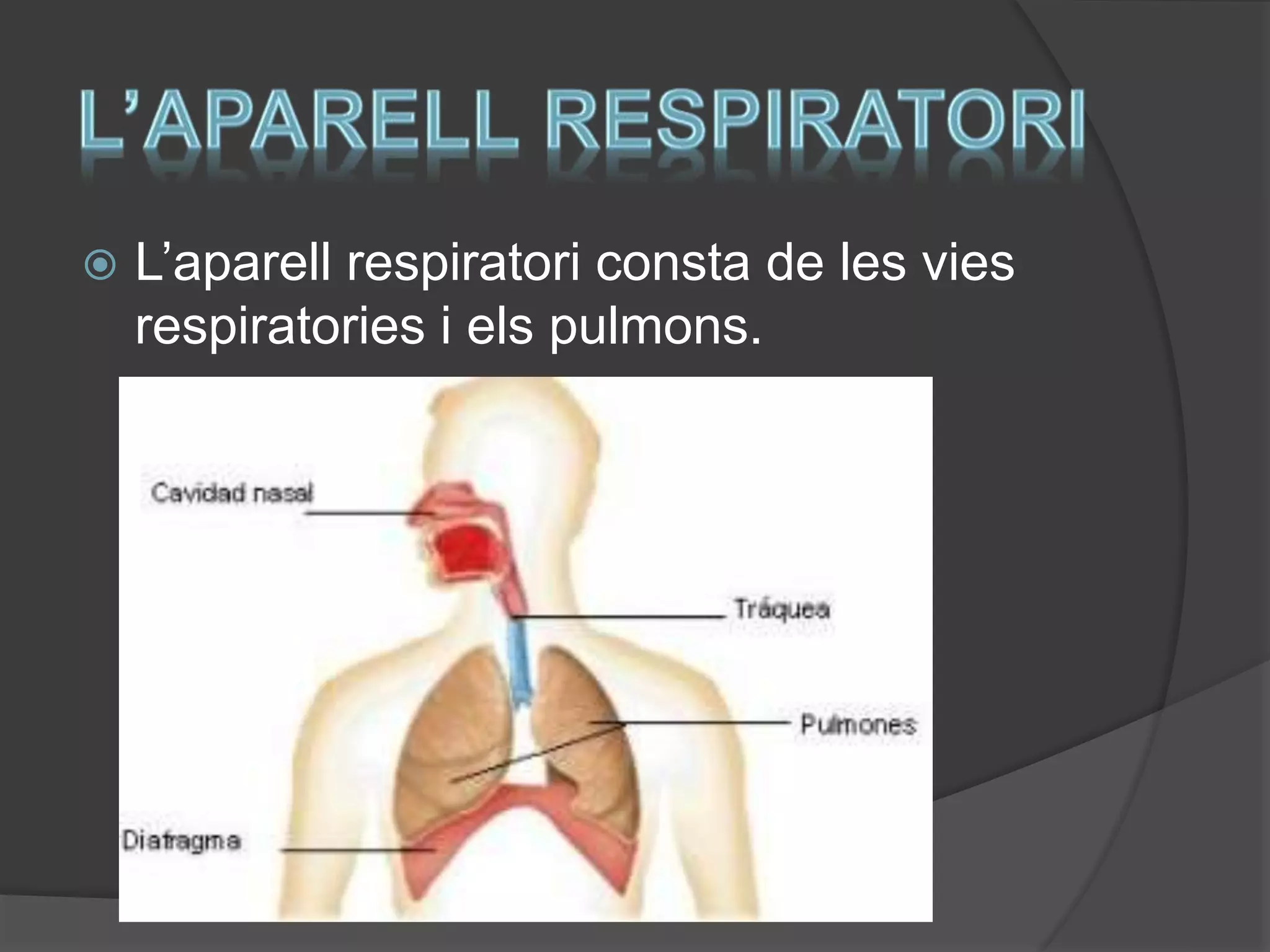 L’aparell respiratori | PPT | Free Download