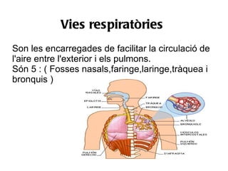 Vies respiratòries
Son les encarregades de facilitar la circulació de
l'aire entre l'exterior i els pulmons.
Són 5 : ( Fosses nasals,faringe,laringe,tràquea i
bronquis )
 