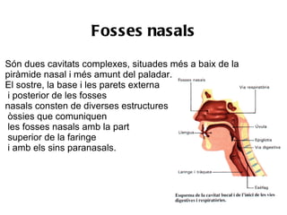 Fosses nasals
Són dues cavitats complexes, situades més a baix de la
piràmide nasal i més amunt del paladar.
El sostre, la base i les parets externa
i posterior de les fosses
nasals consten de diverses estructures
òssies que comuniquen
les fosses nasals amb la part
superior de la faringe
i amb els sins paranasals.
 