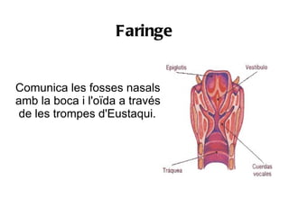 Faringe


Comunica les fosses nasals
amb la boca i l'oïda a través
de les trompes d'Eustaqui.
 