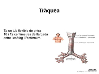 Tràquea


Es un tub flexible de entra
10 i 12 centimetres de llargada
entre l'esòfag i l'estèrnum.
 