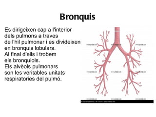 Bronquis
Es dirigeixen cap a l'interior
dels pulmons a traves
de l'hil pulmonar i es divideixen
en bronquis lobulars.
Al final d'ells i trobem
els bronquiols.
Els alvèols pulmonars
son les veritables unitats
respiratories del pulmó.
 
