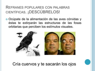 Refranes populares con palabras científicas. ¡DESCÚBRELOS!Ocúpate de la alimentación de las aves córvidas y éstas te extirparán las estructuras de las fosas orbitarias que perciben los estímulos visuales.Cría cuervos y te sacarán los ojos
