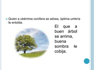 Quien a ubérrima conífera se adosa, óptima umbría le entolda.El que a buen árbol se arrima, buena sombra le cobija.